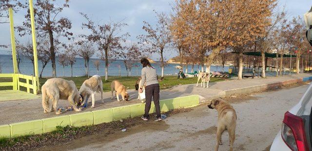 Gelibolulu hayvanseverler yılbaşı yemek artıklarına talip