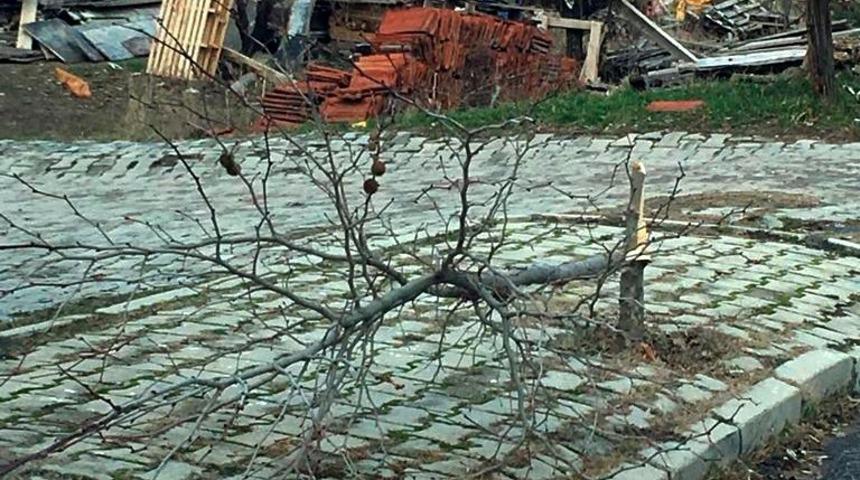 Isparta’da çok sayıda ağaç kırıldı