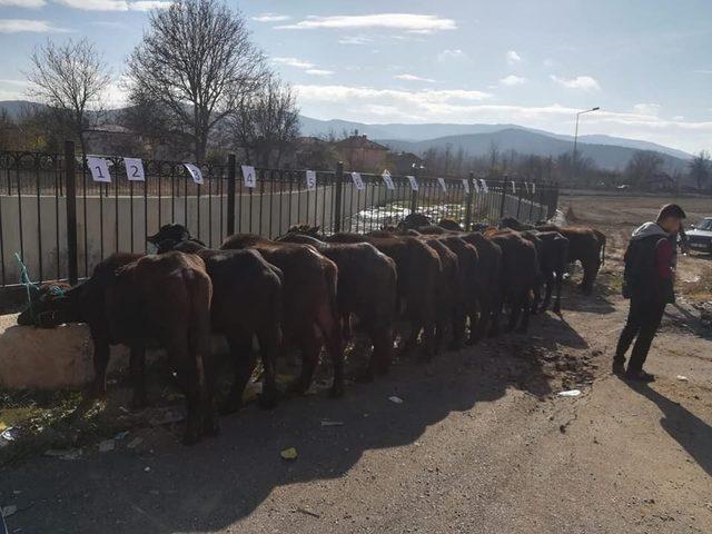 Genç Çiftçilere manda dağıtıldı