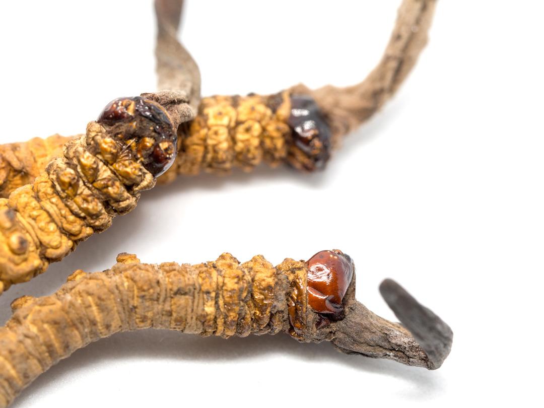 Nadir yetişen kordiseps mantarı cinsel bozuklukları ortadan kaldırıyor