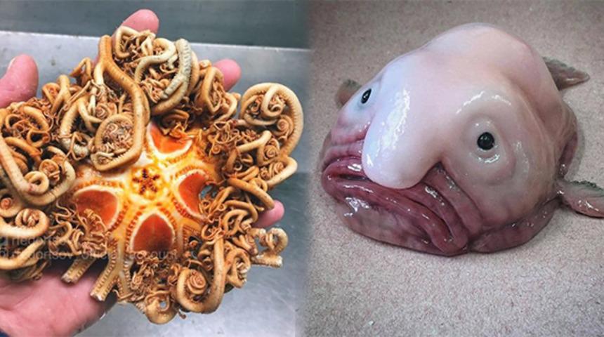 Rus balıkçının derin denizlerden çıkarttığı, korkunç 15 balık türü