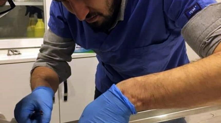 Yaralı halde bulunan atmaca tedavi edildi