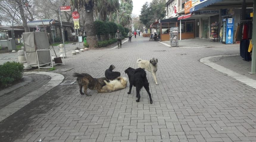 Erdek&rsquo;te vatandaşlar başı boş k&ouml;peklerden tedirgin