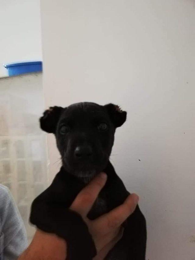 2 aylık yavru köpeğin kulaklarını kesip sokağa attılar