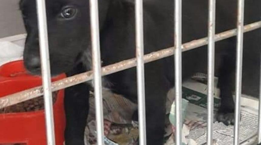 2 aylık yavru k&ouml;peğin kulaklarını kesip sokağa attılar