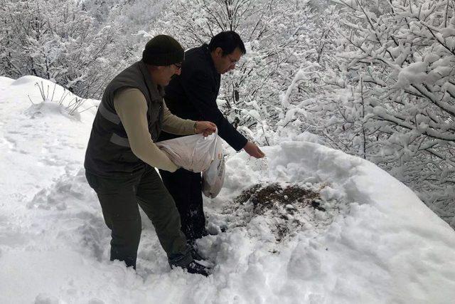 Kürtün’de yaban hayvanları için doğaya yem bırakıldı