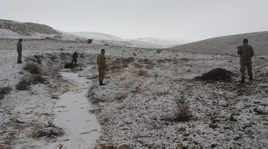 Elazığ&rsquo;da kaybolan danaları jandarma buldu