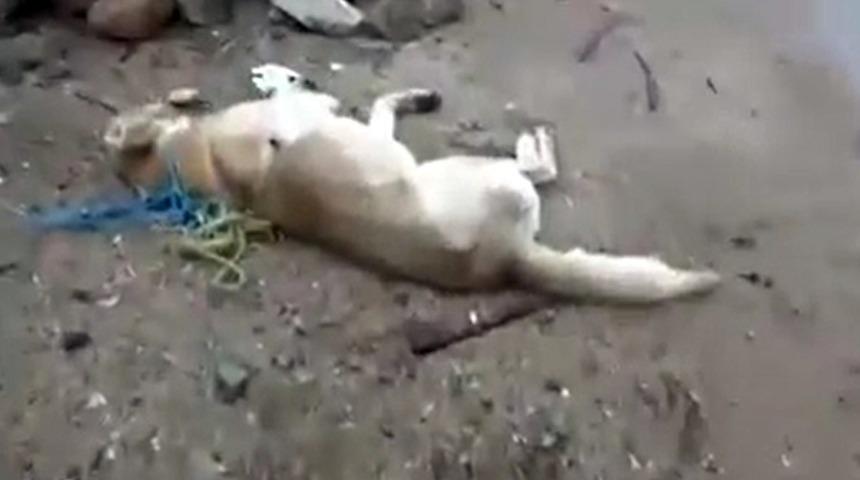 Kırıkkale'de vahşet! Zehirli iğnelerle köpekler katledildi iddiası