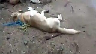 Kırıkkale'de vahşet! Zehirli iğnelerle köpekler katledildi iddiası