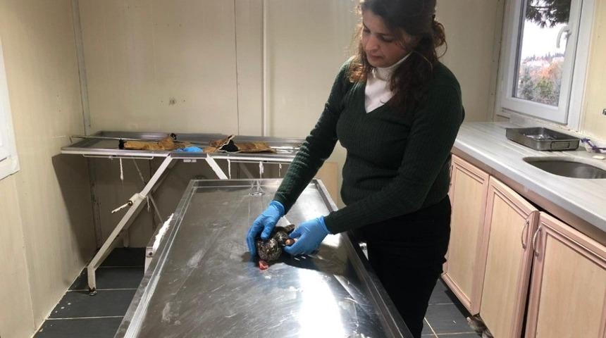 Yaralı atmaca tedavi edildi