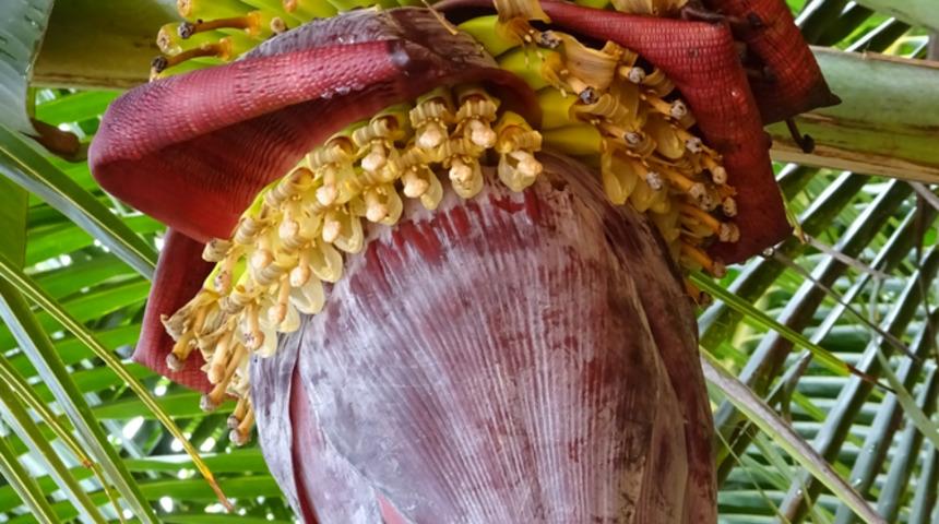 Muz &ccedil;i&ccedil;eklerini yoğurtla beraber yerseniz...
