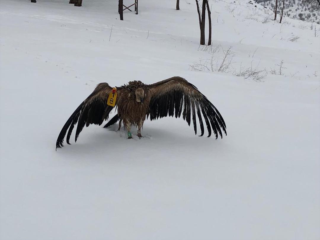 Jandarmanın yakaladığı akbabanın &uuml;zerindeki bilgi şaşırttı