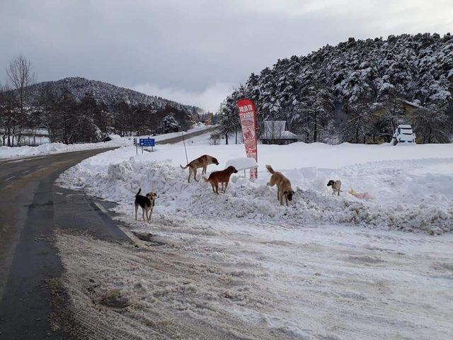 Niksar’da Zabıta Ekipleri doğaya yiyecek bıraktı