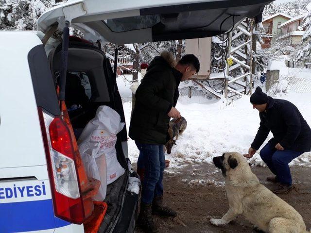 Niksar’da Zabıta Ekipleri doğaya yiyecek bıraktı