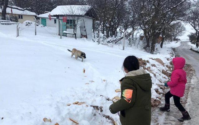 Sokak hayvanları için kermes düzenlediler