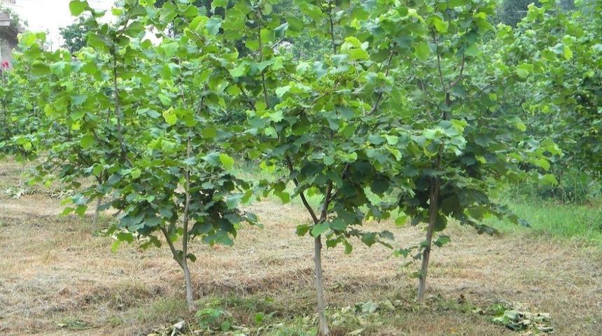 Fındıkta &lsquo;standart fidan&rsquo; arayışları