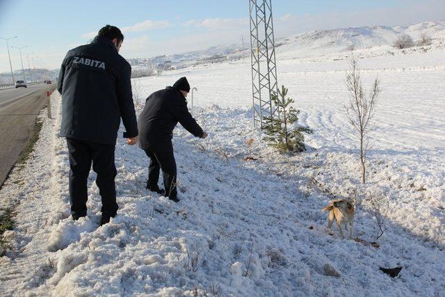 Sungurlu Belediyesi sokak hayvanlarını unutmadı