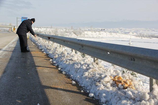 Sungurlu Belediyesi sokak hayvanlarını unutmadı