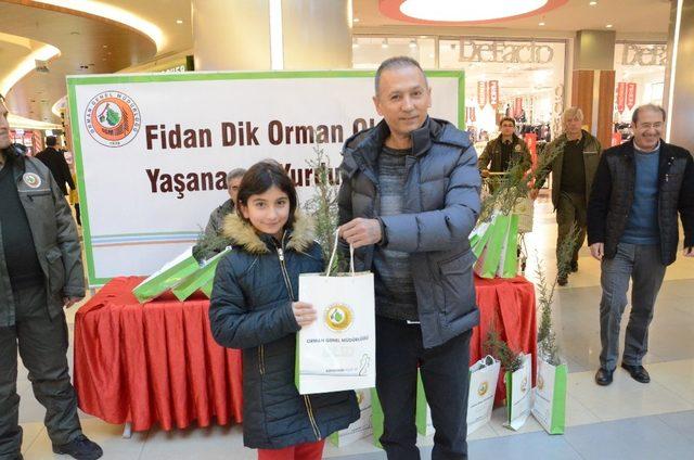 Yeni yıl öncesi ücretsiz çam fidanı dağıtıldı