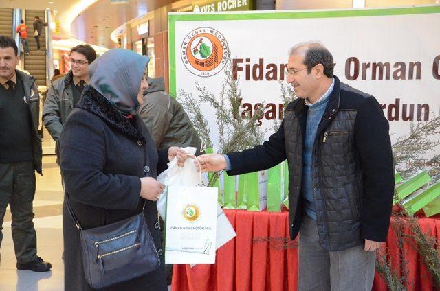 Yeni yıl öncesi ücretsiz çam fidanı dağıtıldı