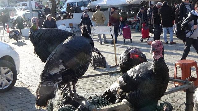 Yılbaşına özel yetiştirdiği hindileri satıyor