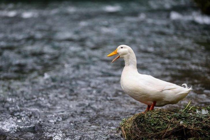 Düden Şelalesi kışın da turistlerin gözdesi  G4