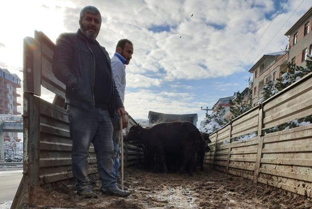 Sungurlu’da çiftçilere hibe hayvan dağıtıldı