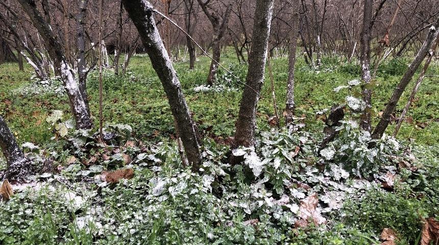 Türkoğlu’ndan fındık üreticilerine kireçleme uyarısı