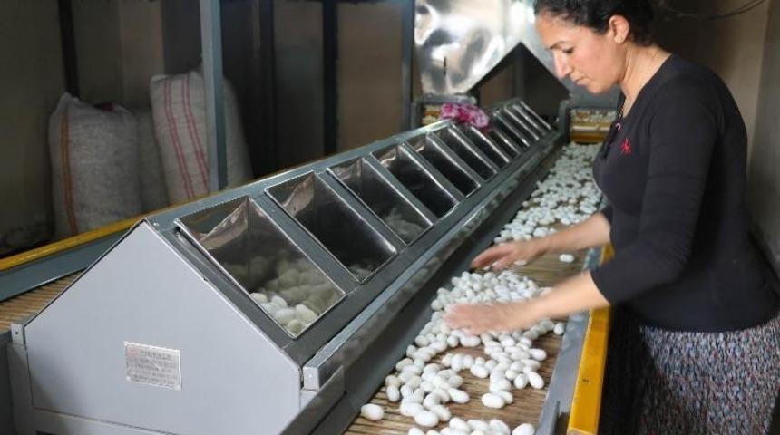 Kulp ipek b&ouml;cek&ccedil;iliğinde T&uuml;rkiye&rsquo;nin birincisi oldu