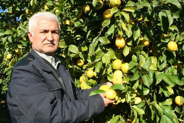 Mersin'de limon dalında kaldı