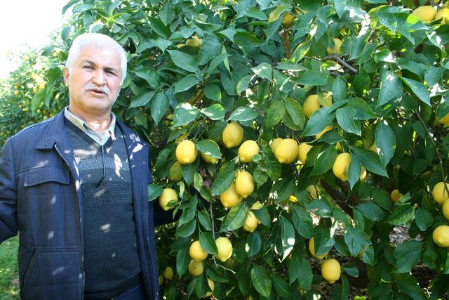 Mersin'de limon dalında kaldı