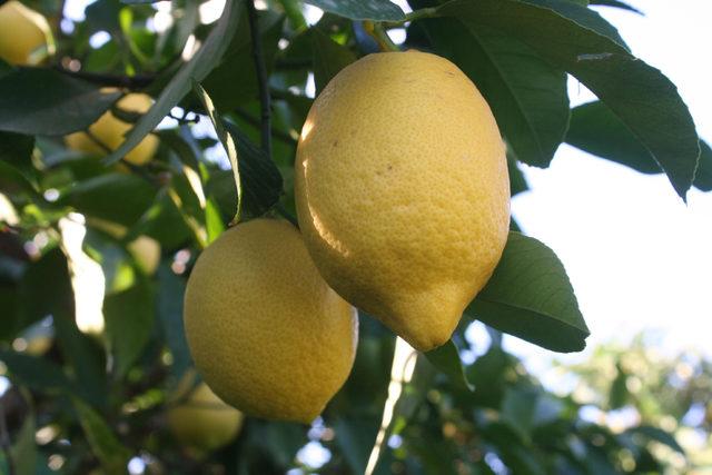 Mersin'de limon dalında kaldı