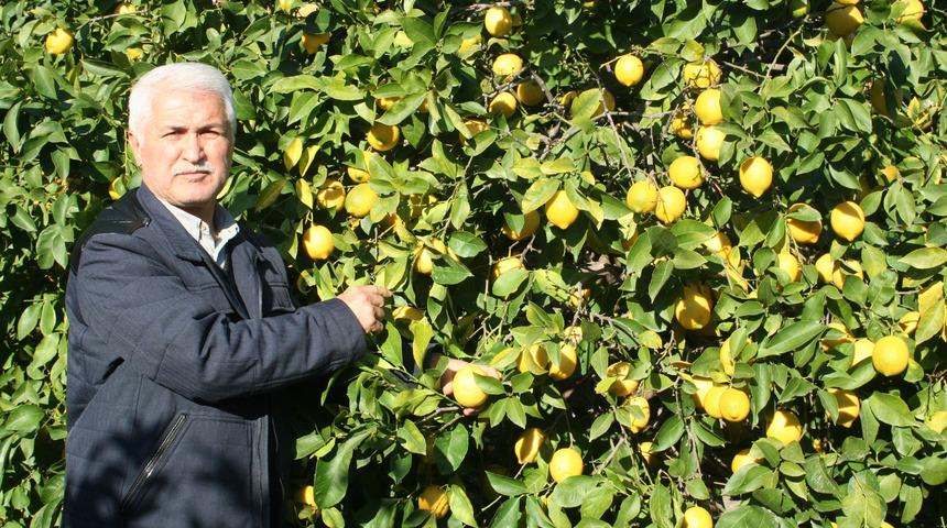 Mersin'de limon dalında kaldı