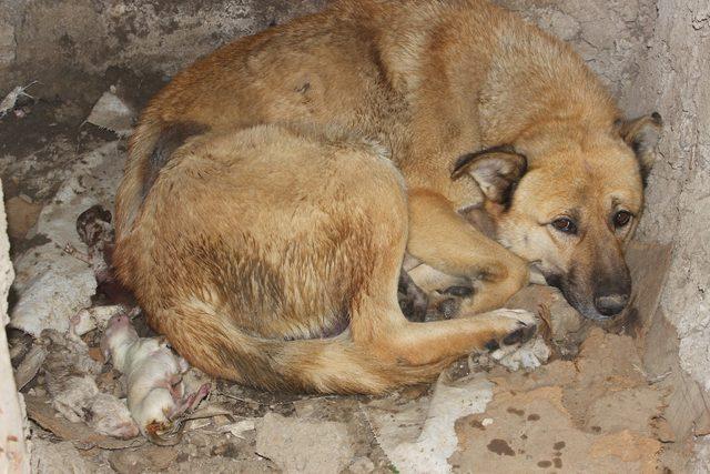 Köpek ve yeni doğan 3 yavrusu donmaktan kurtarıldı