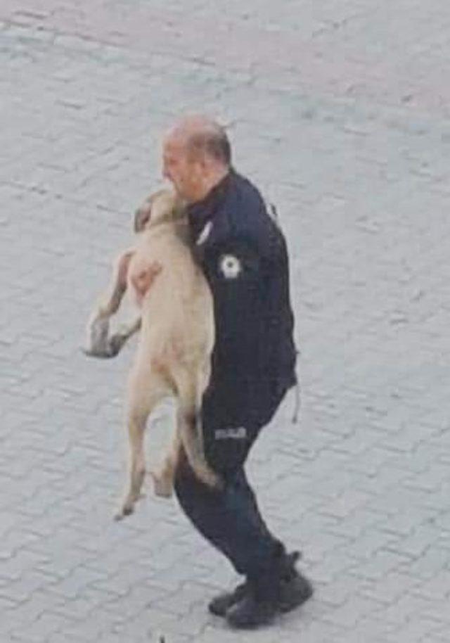 Polisten yaralı sokak köpeğine şefkat eli