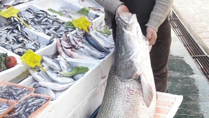 Balıkçıların oltasına takıldı, gören bir daha bakıyor  G1