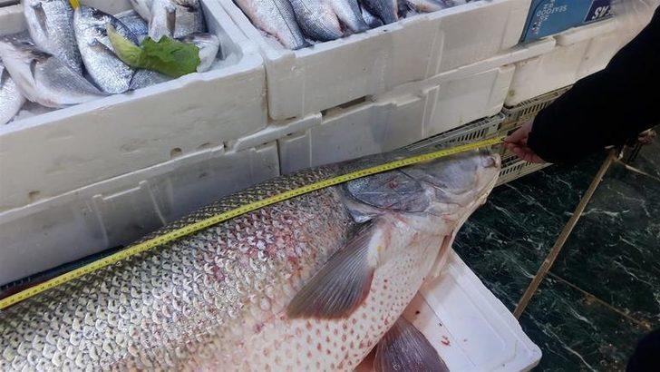 Balıkçıların oltasına takıldı, gören bir daha bakıyor  G3