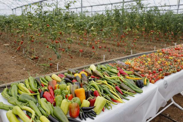 Anadolu'nun unutulan lezzetleri ıslah ediliyor