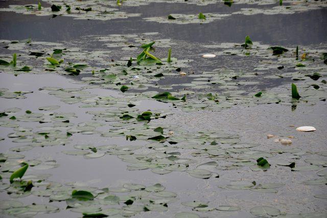 Doğaya atılan plastik atıklar her yıl artıyor