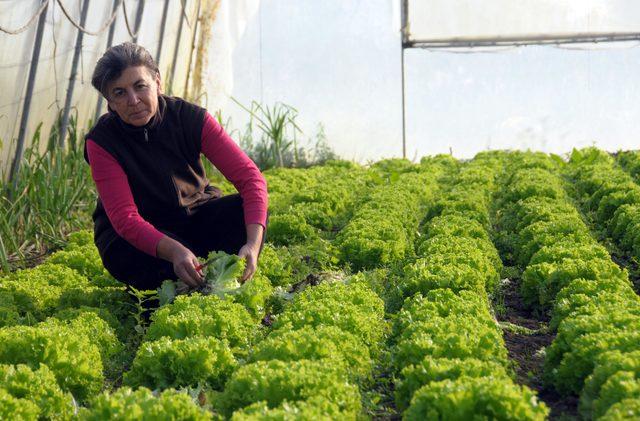 İş yerini kapatıp köye yerleşti, 11 sera kurdu