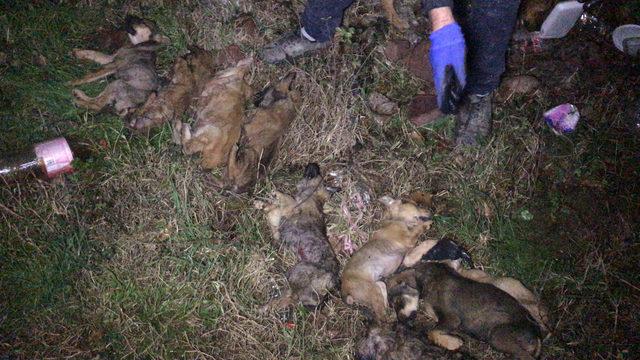 Ormana bırakılan 9 köpek yavrusu soğuktan dondu