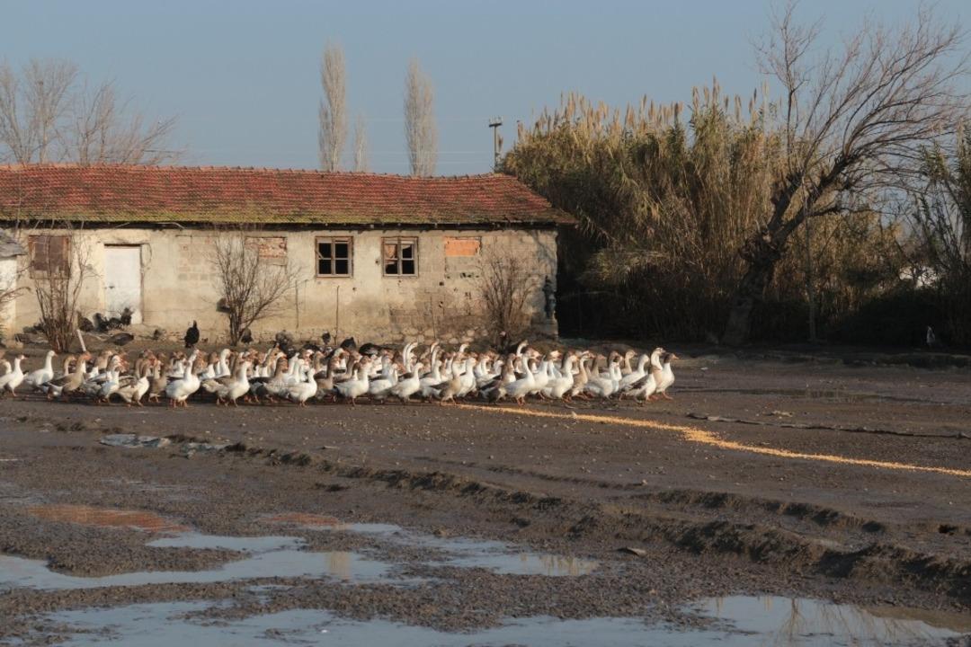 Yılbaşında hindi etinin yerini kaz eti alacak