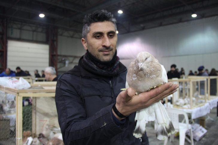 Araba fiyatına güvercinler görücüye çıktı  G1