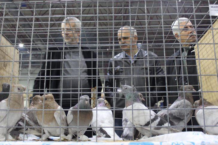 Araba fiyatına güvercinler görücüye çıktı  G2