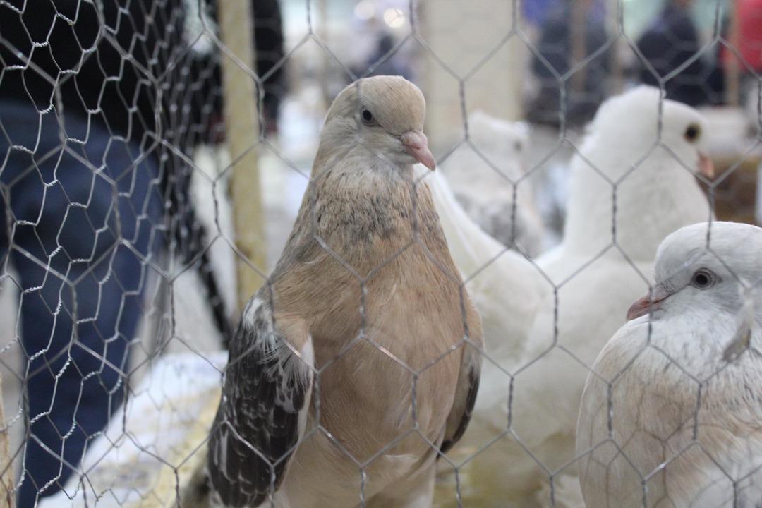 Araba fiyatına g&uuml;vercinler g&ouml;r&uuml;c&uuml;ye &ccedil;ıktı 