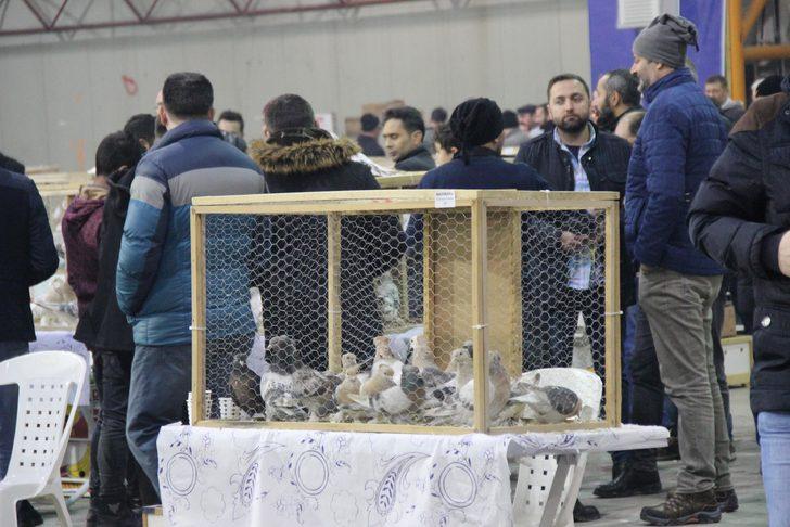 Araba fiyatına güvercinler görücüye çıktı  G4