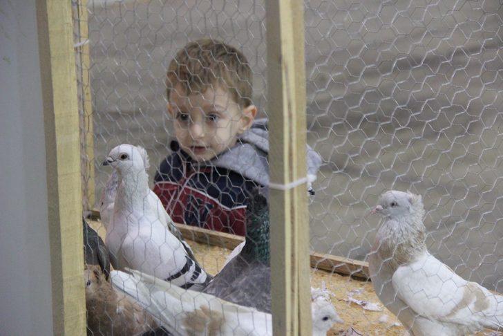 Araba fiyatına güvercinler görücüye çıktı  G5