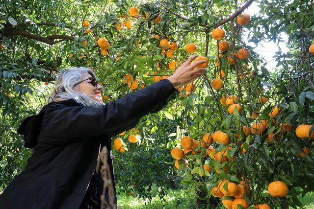 Festivalde, dalından mandalina koparmanın keyfini &ccedil;ıkardılar 2