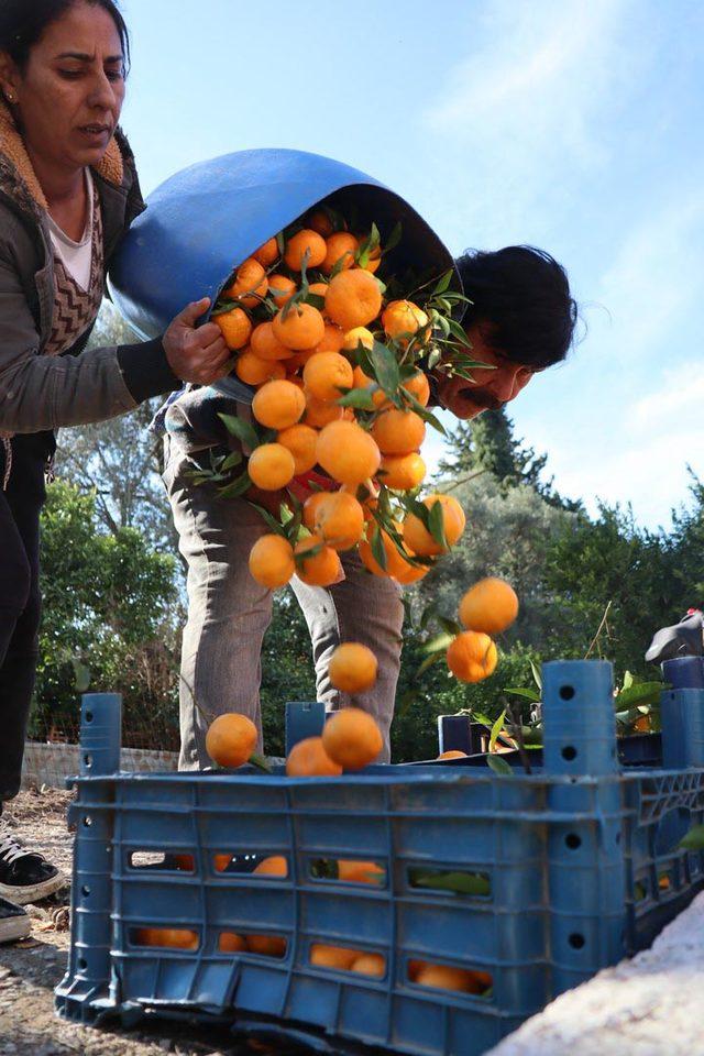 Festivalde, dalından mandalina koparmanın keyfini &ccedil;ıkardılar 4