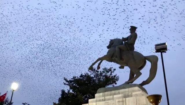 Samsun semalarında sığırcıkların dansı